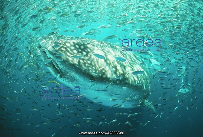 : WHALE SHARK - in bait ball : WHALE SHARK - in bait ball