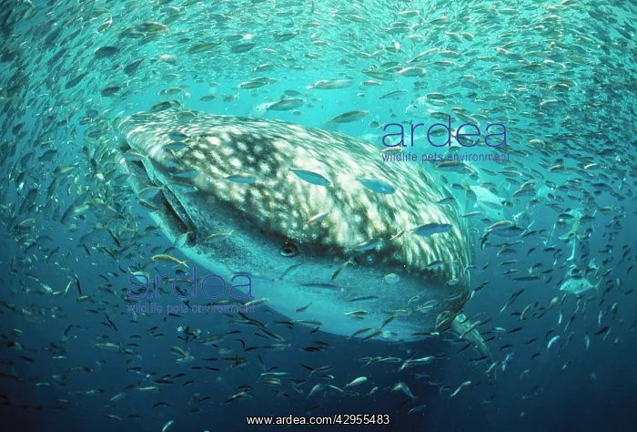 : Whale Shark - In baitball, fish shoal : Whale Shark - In baitball, fish shoal