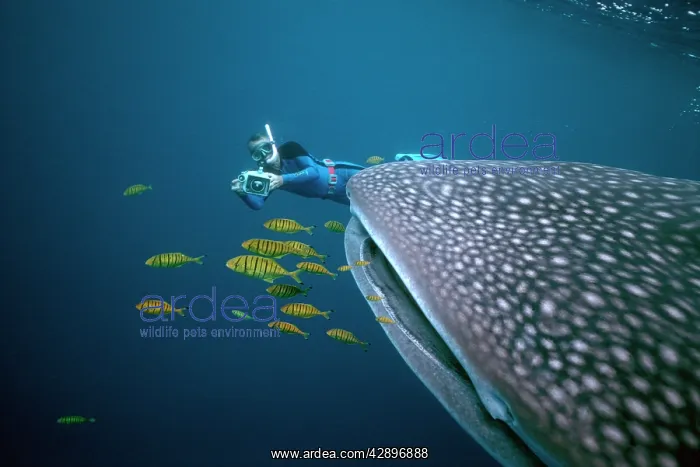 : Whale Shark - Cameraman filming shark with Pilot : Whale Shark - Cameraman filming shark with Pilot
