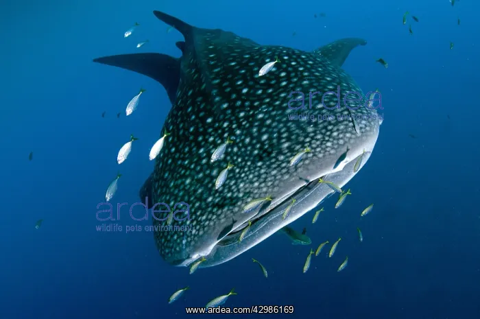 : Whale Shark - with Common Remora (Remora remora; : Whale Shark - with Common Remora (Remora remora;