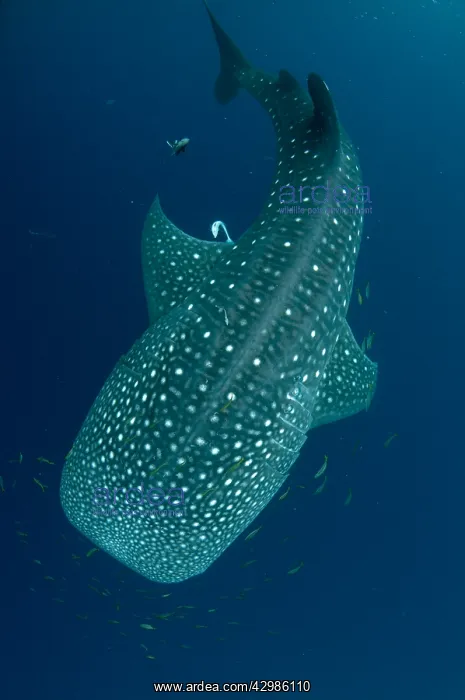 : Whale Shark - with Common Remoras (Remora remora : Whale Shark - with Common Remoras (Remora remora
