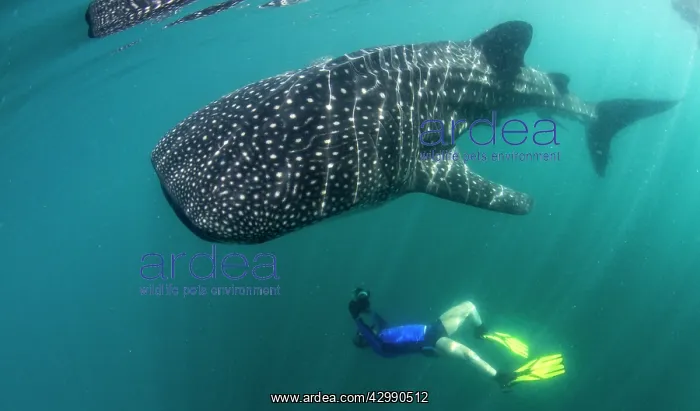 : Whale Shark - with diver : Whale Shark - with diver