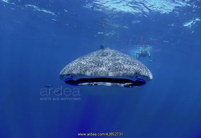 : Whale Shark with diver. Facing camera : Whale Shark with diver. Facing camera