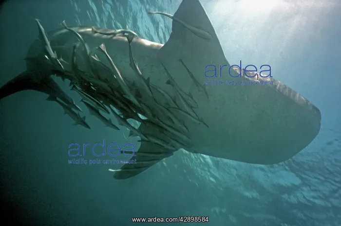 : Whale Shark - with dozens of sucker fish / Remora : Whale Shark - with dozens of sucker fish / Remora