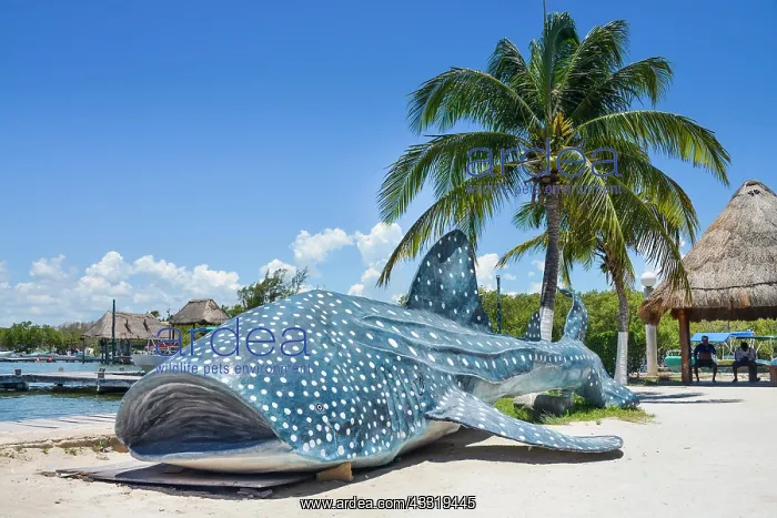 : Whale shark, dummy, Isla Holbox, Quintana Roo, Mexico : Whale shark, dummy, Isla Holbox, Quintana Roo, Mexico