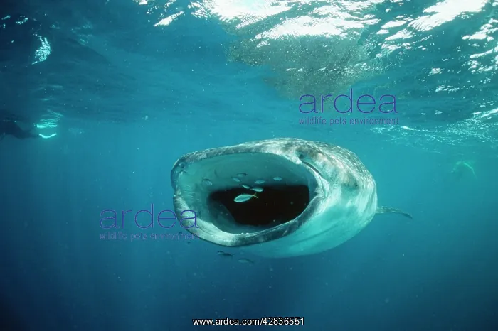 : WHALE SHARK - feeding, front view, mouth open, with divers : WHALE SHARK - feeding, front view, mouth open, with divers