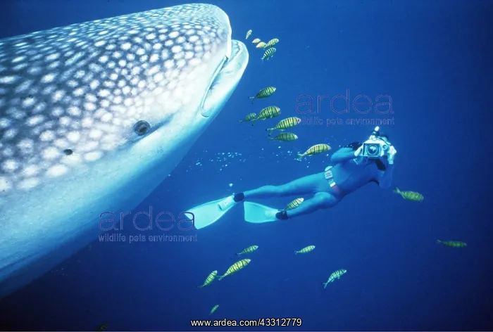 : WHALE SHARK - being filmed by scuba diver : WHALE SHARK - being filmed by scuba diver