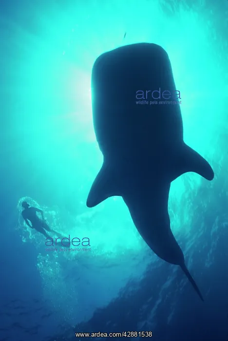 : Whale Shark - Large Whale shark in silhouette with : Whale Shark - Large Whale shark in silhouette with