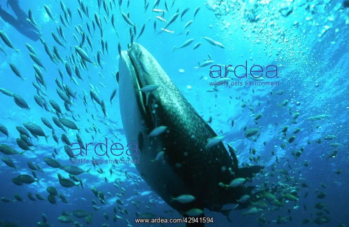 : Whale shark - may grow to 18 metres and weigh 40, 000 : Whale shark - may grow to 18 metres and weigh 40, 000