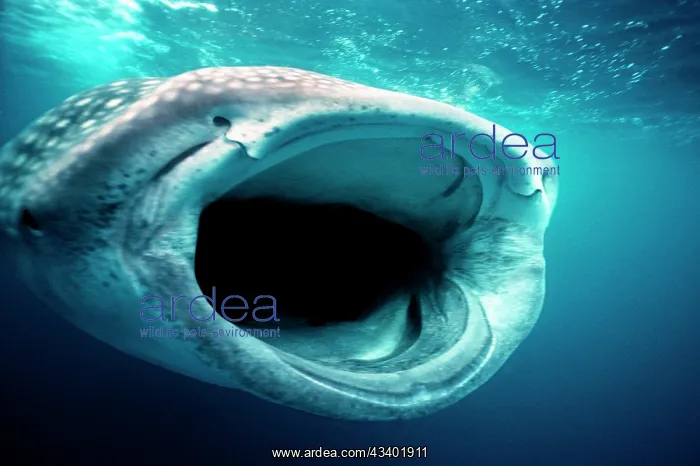 : Whale SHARK - mouth open for filter feeding : Whale SHARK - mouth open for filter feeding