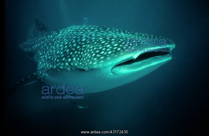  : Whale Shark, Ningaloo Reef, Australia