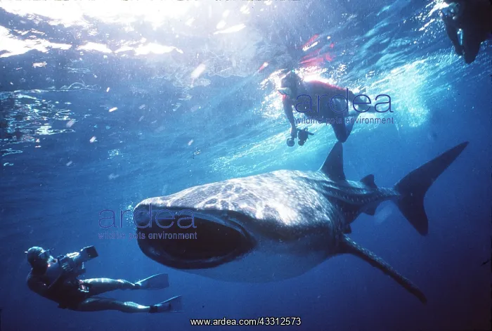: WHALE SHARK - being photographed by scuba diver : WHALE SHARK - being photographed by scuba diver