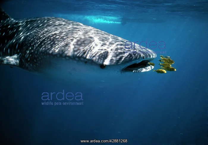 : WHALE SHARK - with pilot fish : WHALE SHARK - with pilot fish