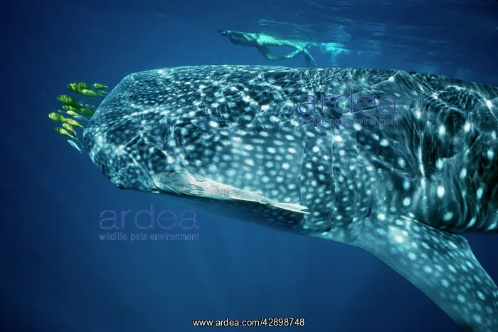 : Whale Shark - with pilot fish and Remora / Sucker : Whale Shark - with pilot fish and Remora / Sucker