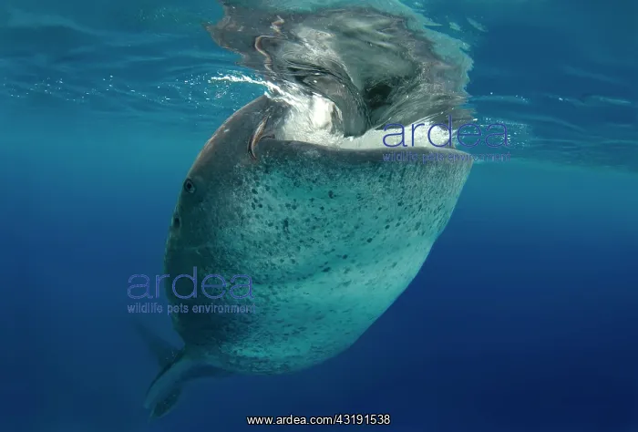 : Whale shark (Rhincodon typus), Bohol Sea, Cebu : Whale shark (Rhincodon typus), Bohol Sea, Cebu