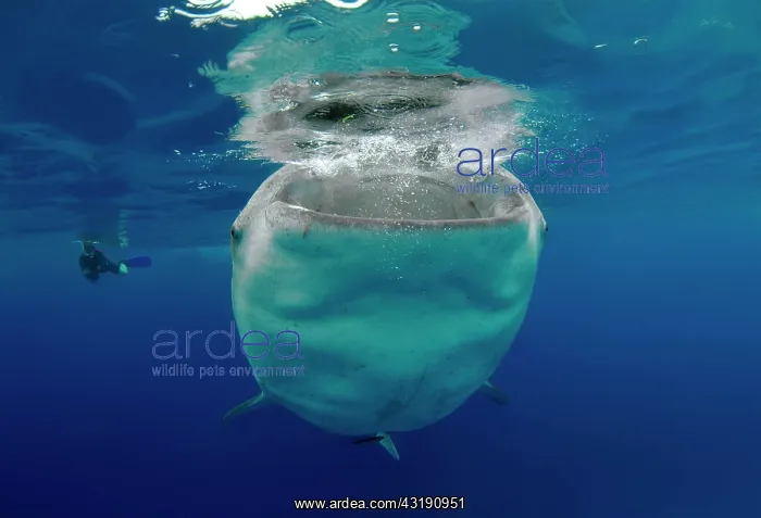 : Whale shark (Rhincodon typus) Bohol Sea, Oslob : Whale shark (Rhincodon typus) Bohol Sea, Oslob