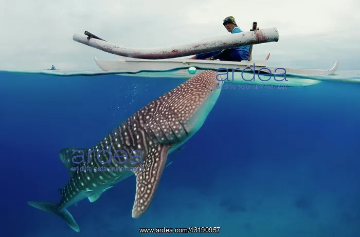 : Whale shark (Rhincodon typus) Bohol Sea, Oslob