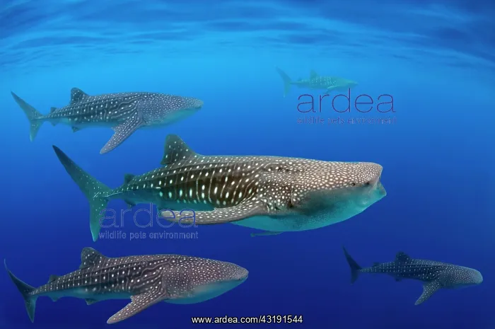 : Whale shark (Rhincodon typus), Bohol Sea, Oslob : Whale shark (Rhincodon typus), Bohol Sea, Oslob