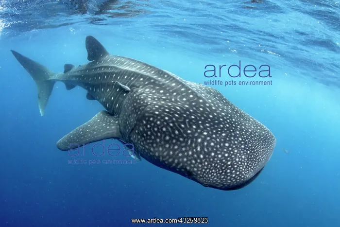 : Whale shark (Rhincodon typus), Gulf of Mexico : Whale shark (Rhincodon typus), Gulf of Mexico