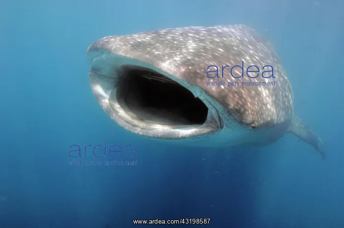 : Whale shark (Rhincodon typus) swallows plankton : Whale shark (Rhincodon typus) swallows plankton