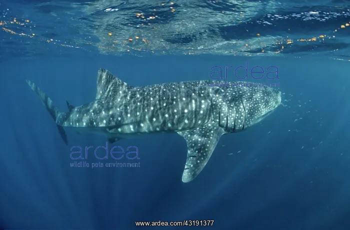: Whale Shark (Rhincodon typus) swimming below the : Whale Shark (Rhincodon typus) swimming below the