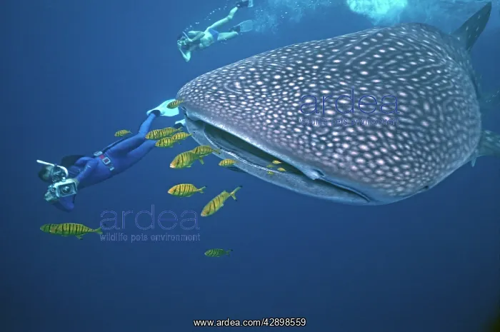 : Whale Shark - Ron Taylor filming a giant Whale : Whale Shark - Ron Taylor filming a giant Whale