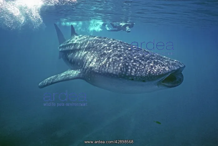 : Whale Shark - Ron Taylor filming a giant Whale shark : Whale Shark - Ron Taylor filming a giant Whale shark