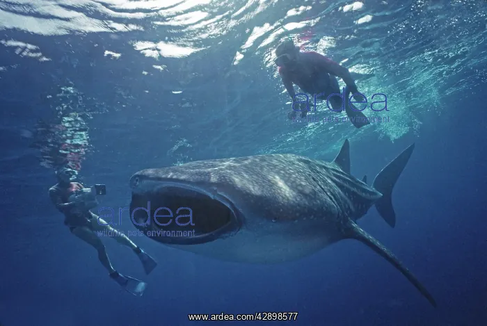 : Whale Shark - Ron Taylor filming a giant Whale shark : Whale Shark - Ron Taylor filming a giant Whale shark
