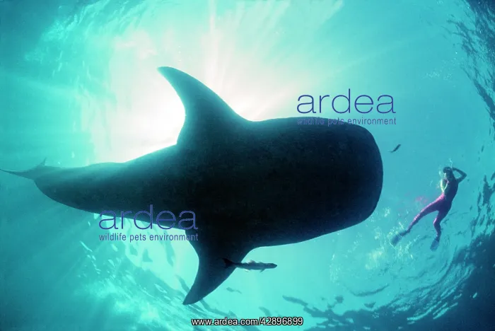 : Whale shark - Shark in silhouette with snorkeller : Whale shark - Shark in silhouette with snorkeller
