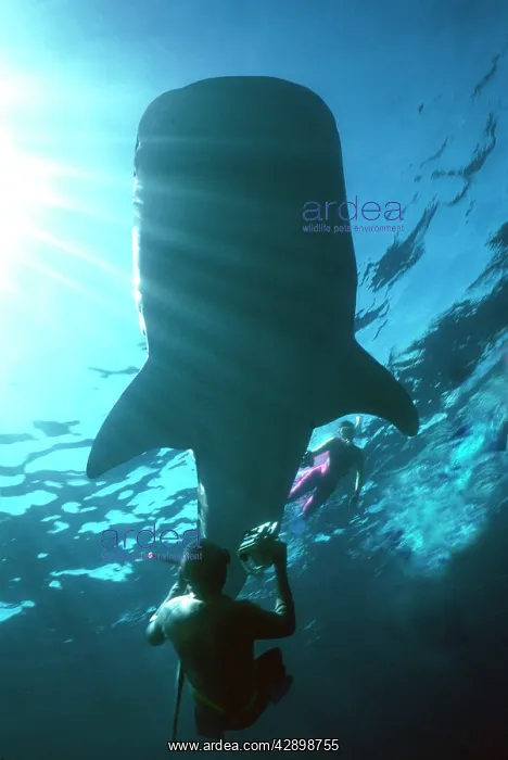  : Whale Shark - Shark in silhouette with snorkeller