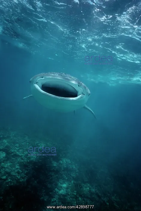 : Whale Shark - Shark swimming mid water between : Whale Shark - Shark swimming mid water between
