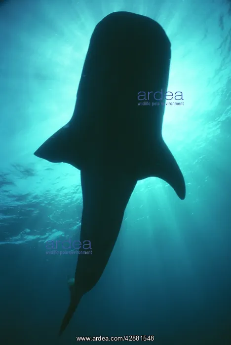 : WHALE SHARK - SILHOUETTE : WHALE SHARK - SILHOUETTE