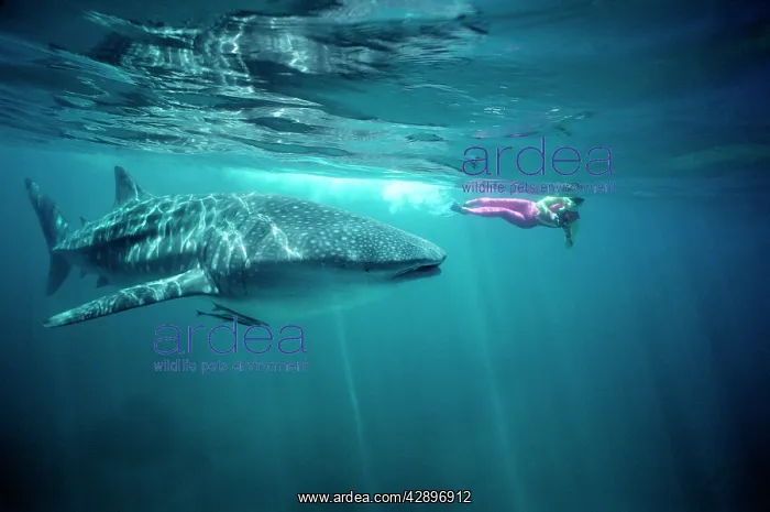 : Whale Shark - With Snorkeller : Whale Shark - With Snorkeller