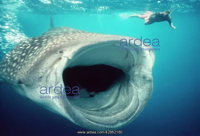 : WHALE SHARK and Snorkeller - mouth open feeding. 60ft long : WHALE SHARK and Snorkeller - mouth open feeding. 60ft long