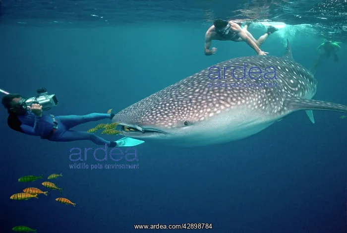 : Whale Shark - Snorkeller touching Whale shark : Whale Shark - Snorkeller touching Whale shark