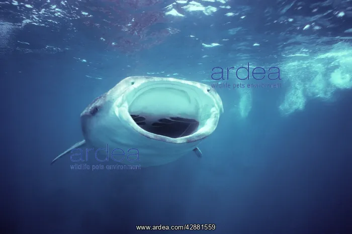 : Whale Shark - Swimming near the surface, shark : Whale Shark - Swimming near the surface, shark