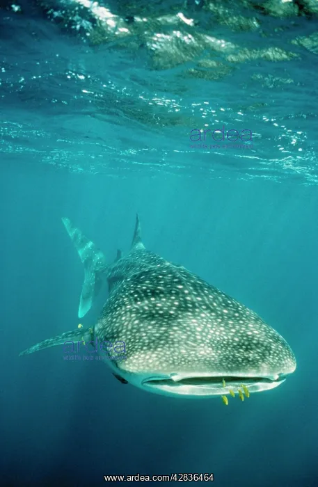: WHALE SHARK - front view with Pilot Fish : WHALE SHARK - front view with Pilot Fish