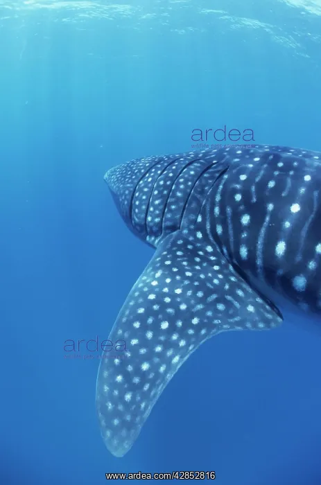 : Whale Shark Walhai, Indian ocean, Mozambique : Whale Shark Walhai, Indian ocean, Mozambique