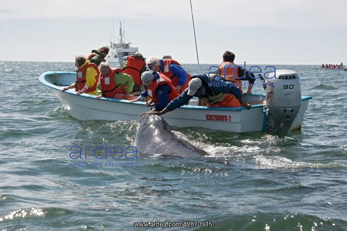 : Whale Watchers : Whale Watchers