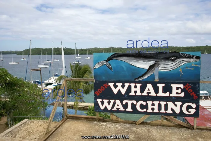 : Whale watching advertisement near the harbour at : Whale watching advertisement near the harbour at