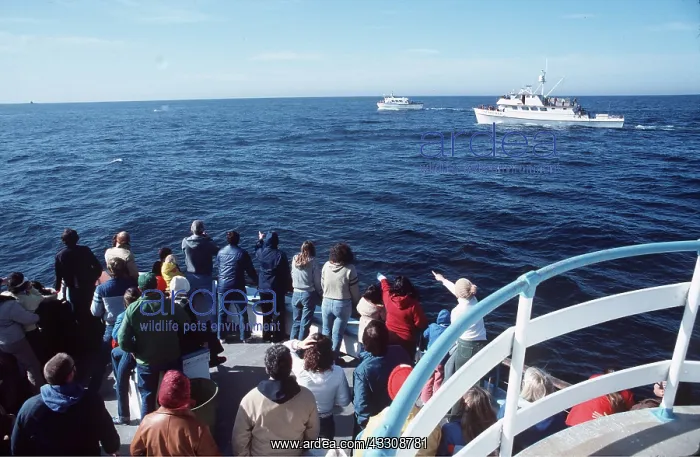 : WHALE WATCHING - from boat : WHALE WATCHING - from boat