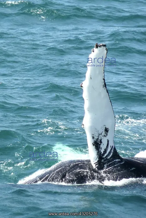 : Whale Watching from Harbour, Iceland, Reykjavik : Whale Watching from Harbour, Iceland, Reykjavik