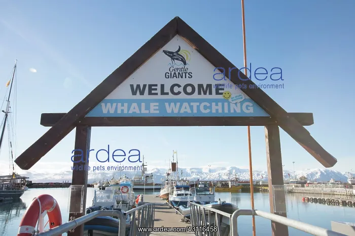  : Whale watching signage promoting wildlife tourism
