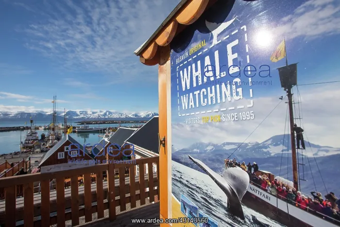 : Whale watching signage promoting wildlife tourism : Whale watching signage promoting wildlife tourism