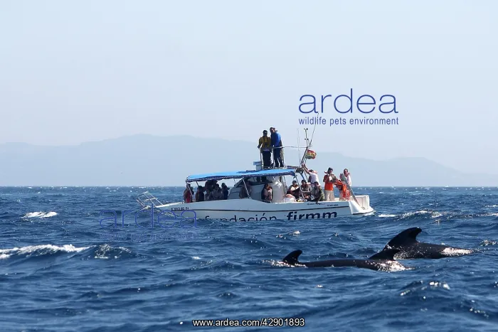 : Whale Watching - tourists on boat watching long-finned : Whale Watching - tourists on boat watching long-finned