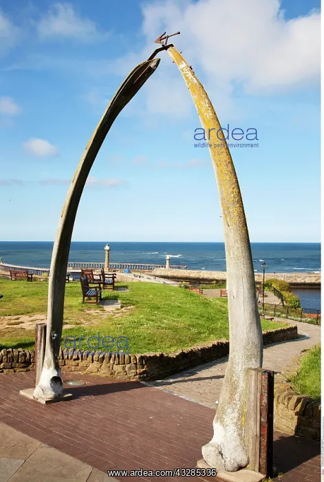  : The Whalebone Arch at Whitby North Yorkshire England