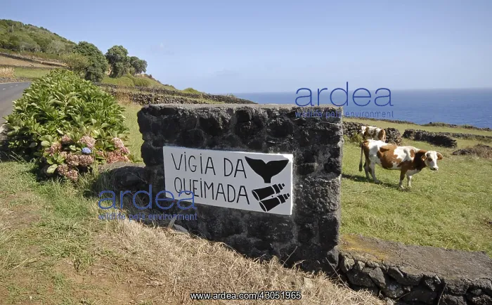 : Whaler's Lookout Whale watching Lajes do Pico Azores : Whaler's Lookout Whale watching Lajes do Pico Azores