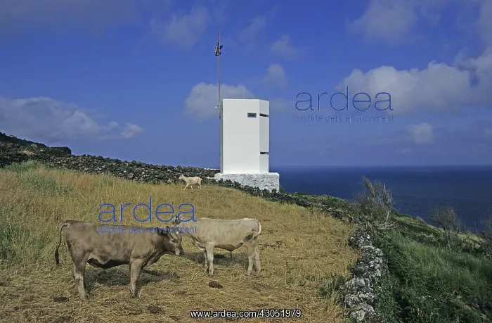 : Whaler's Lookout Whale watching Pico island Azores Portugal : Whaler's Lookout Whale watching Pico island Azores Portugal