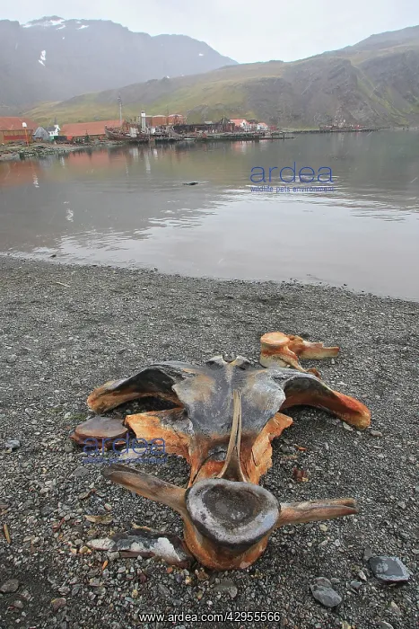 : Whale's bones in Grytviken - whaling station : Whale's bones in Grytviken - whaling station
