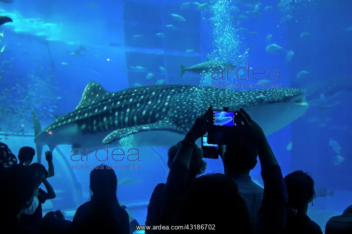 : Whaleshark in the Churaumi Aquarium, Ocean Expo : Whaleshark in the Churaumi Aquarium, Ocean Expo